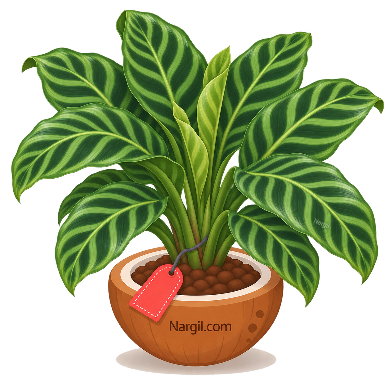 Nargil_Calathea Zebrina